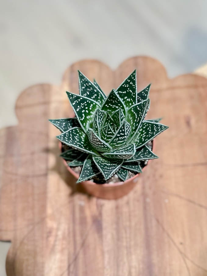 Aloe TIKI TAHI