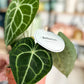 Anthurium CLARINERVIUM