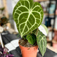 Anthurium CLARINERVIUM