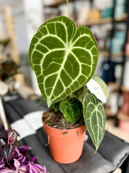 Anthurium CLARINERVIUM