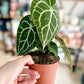 Anthurium CLARINERVIUM