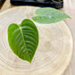 Anthurium VEITCHII