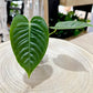Anthurium VEITCHII