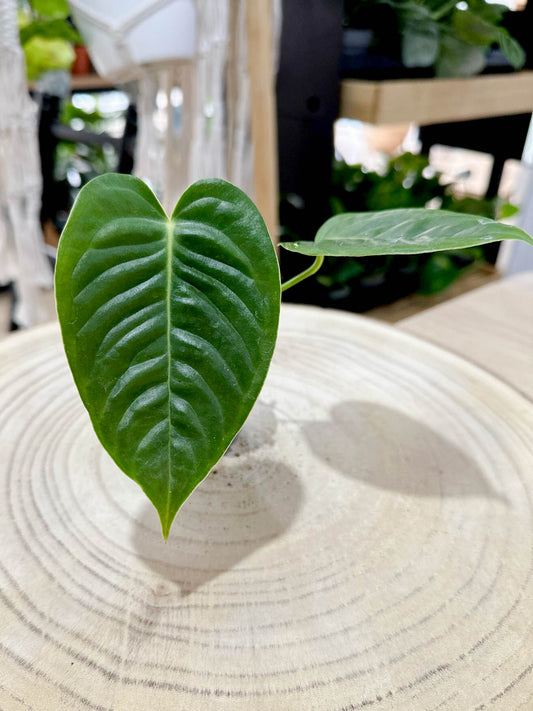 Anthurium VEITCHII