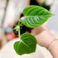 Anthurium VEITCHII