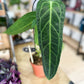 Anthurium WAROCQUEANUM