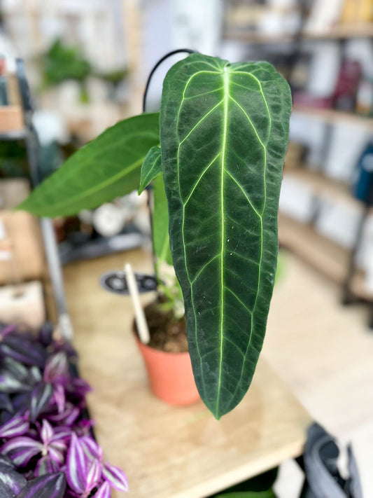 Anthurium WAROCQUEANUM