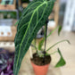 Anthurium WAROCQUEANUM