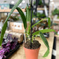 Anthurium WAROCQUEANUM