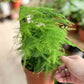 Asparagus SETACEUS