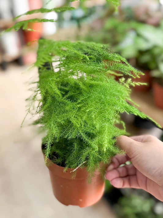 Asparagus SETACEUS