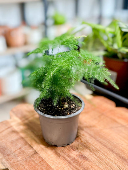 Asparagus SETACEUS
