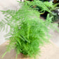Asparagus SETACEUS
