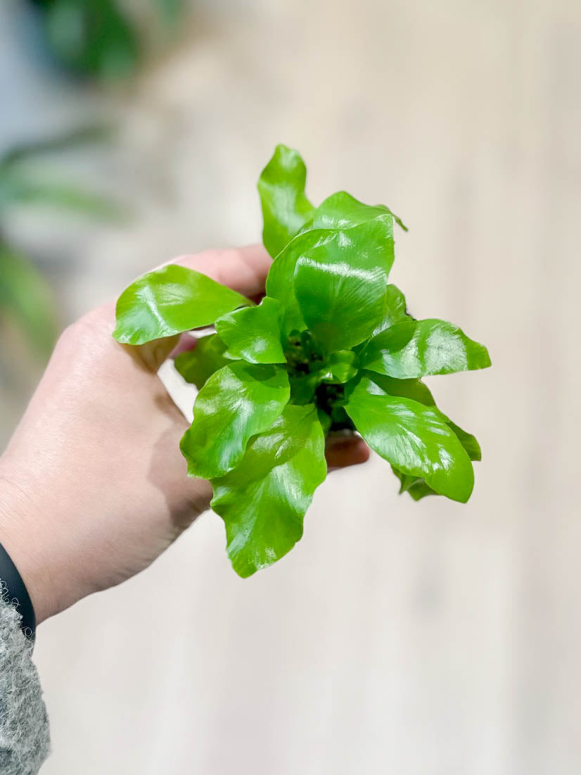 Asplenium NIDUS