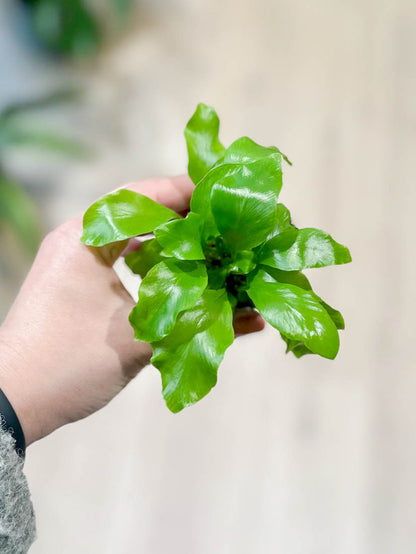 Asplenium NIDUS