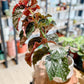 Begonia CRACKLING ROSIE
