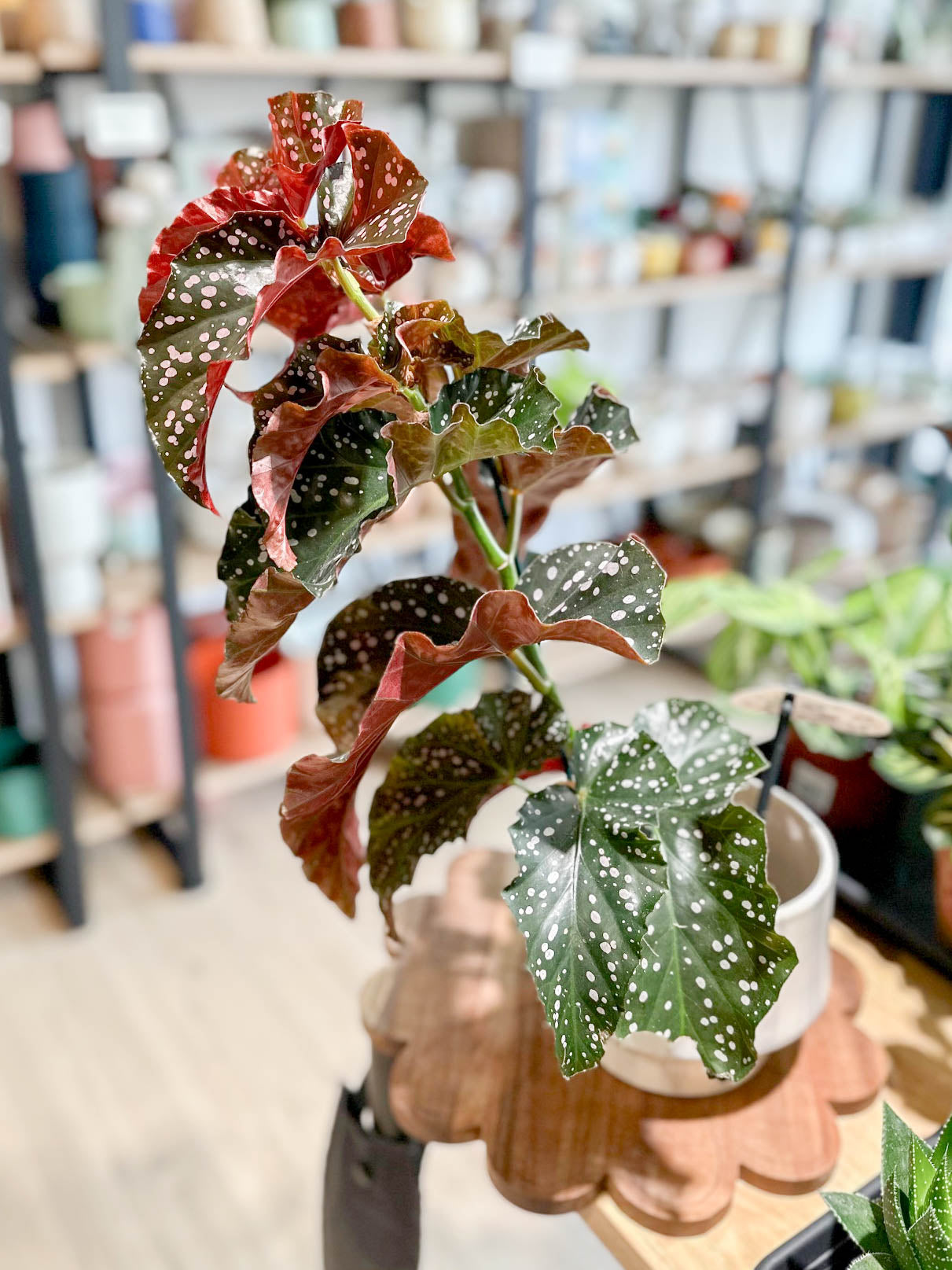 Begonia CRACKLING ROSIE