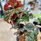 Begonia CRACKLING ROSIE