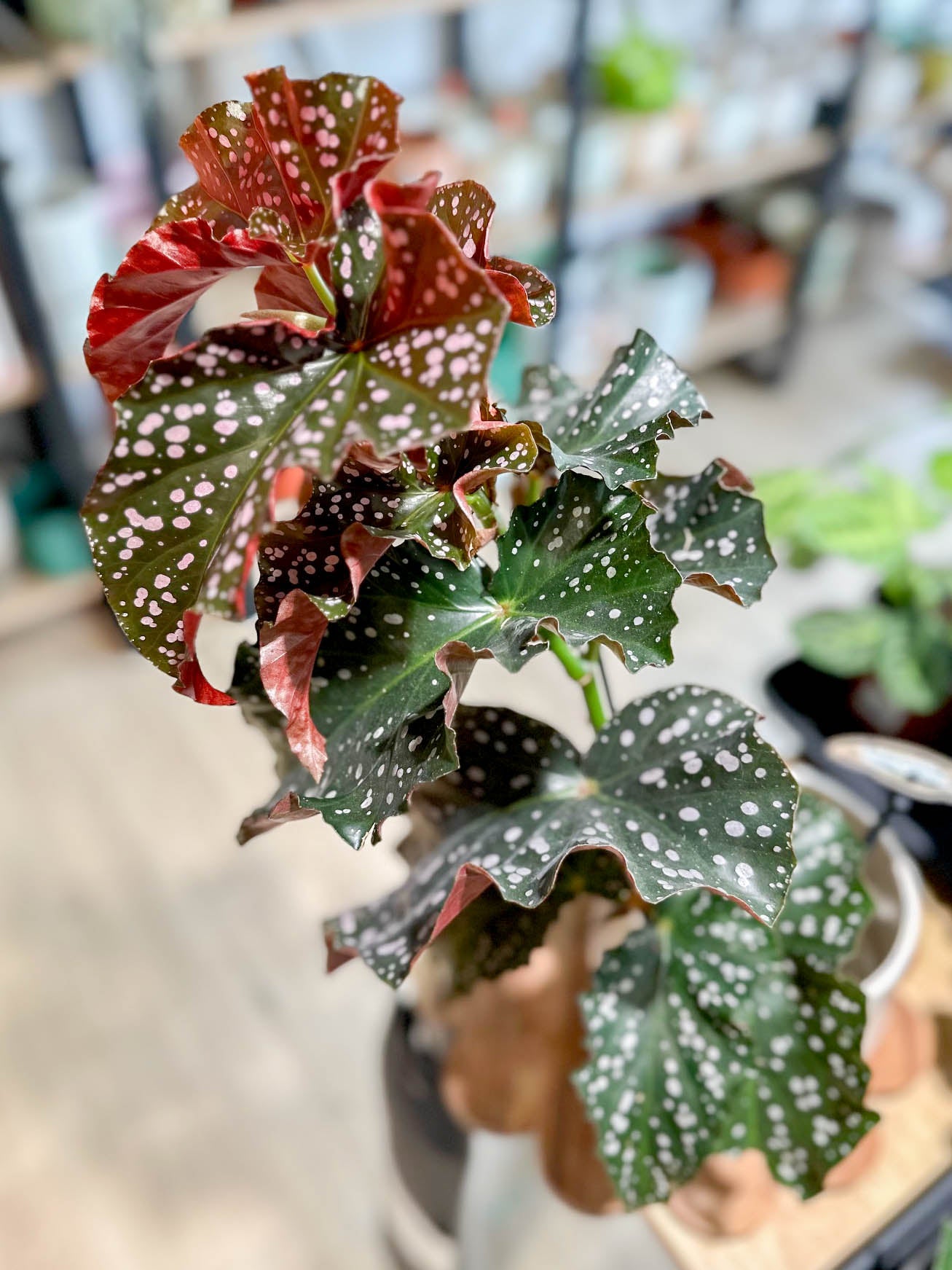 Begonia CRACKLING ROSIE