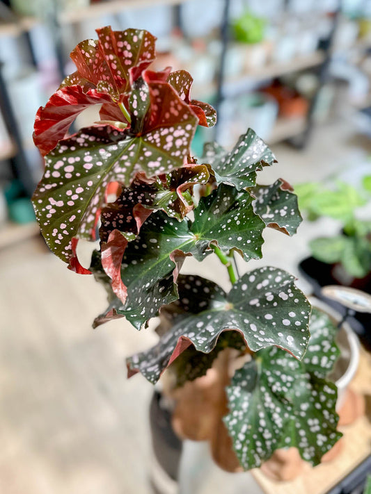 Begonia CRACKLING ROSIE