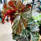 Begonia CRACKLING ROSIE