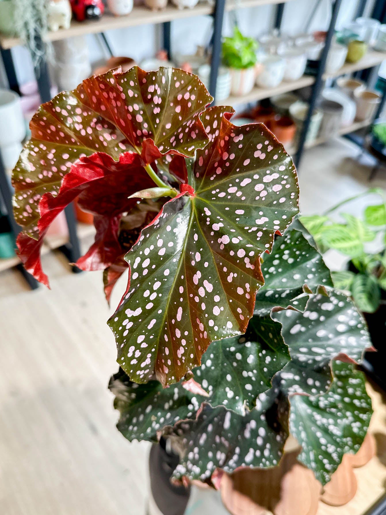 Begonia CRACKLING ROSIE