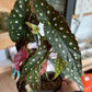Begonia MACULATA WIGHTII