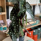 Begonia MACULATA WIGHTII
