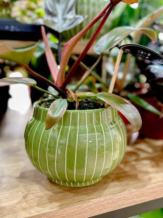 Cache pot CARUM
