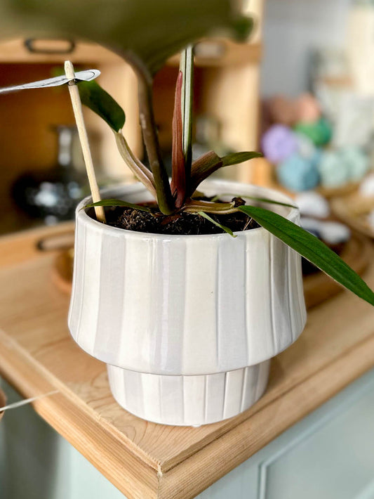 Cache-pot STRIPO