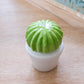 CACTUS BOULE