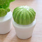 CACTUS BOULE