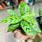 Calathea LEOPARDINA