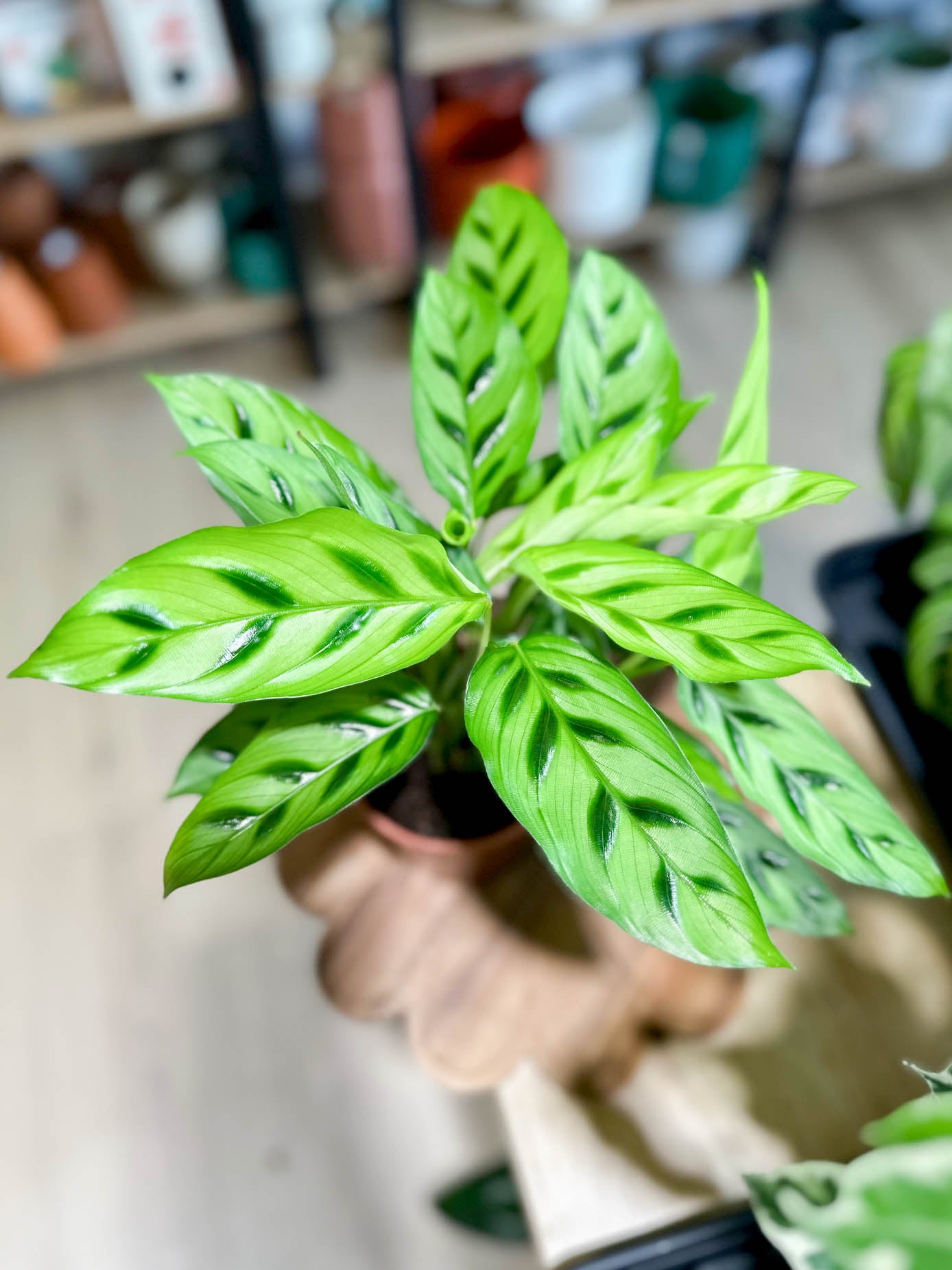Calathea LEOPARDINA