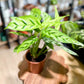 Calathea LEOPARDINA
