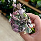 Ceropegia WOODII VARIEGATA