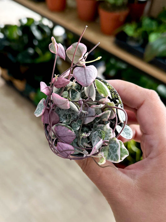 Ceropegia WOODII VARIEGATA