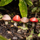 CHAMPIGNONS à planter (lot de 4)