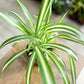 CHLOROPHYTUM