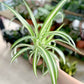 CHLOROPHYTUM