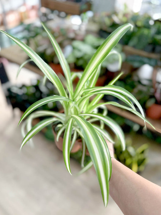 CHLOROPHYTUM