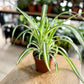 CHLOROPHYTUM