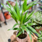 Chrysalidocarpus LUTESCENS