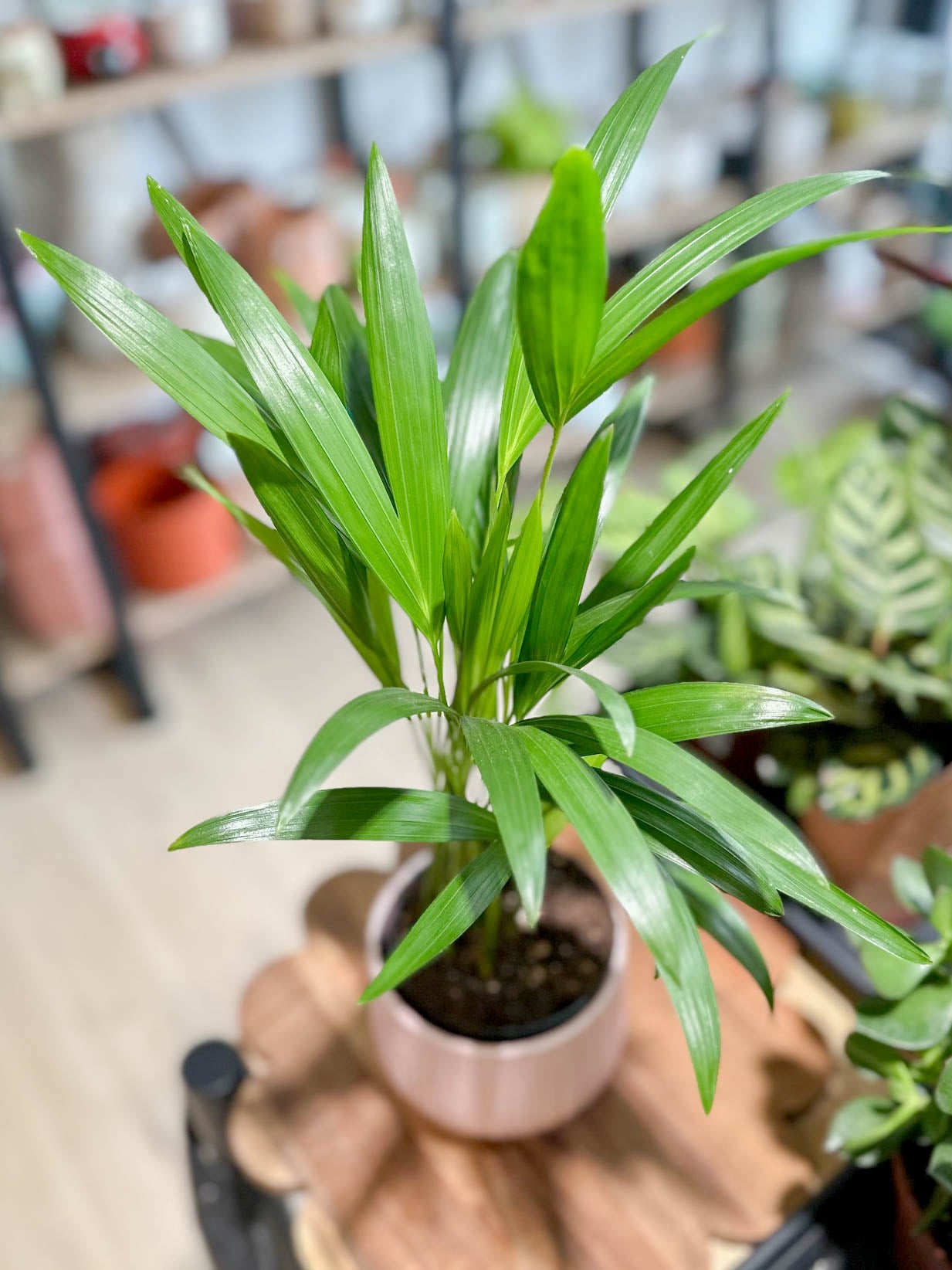 Chrysalidocarpus LUTESCENS