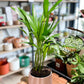 Chrysalidocarpus LUTESCENS