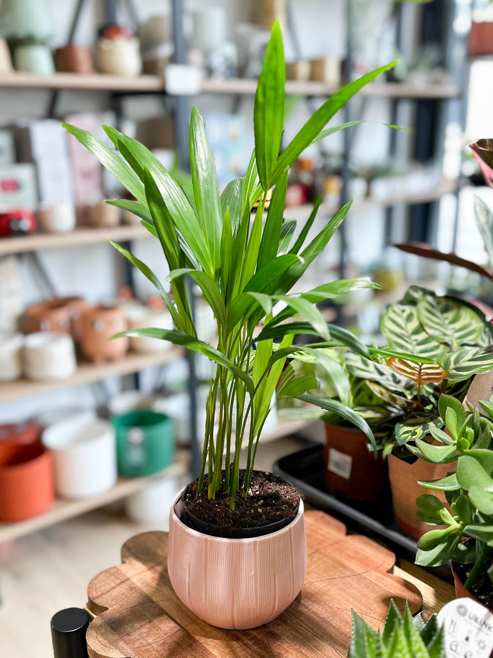 Chrysalidocarpus LUTESCENS