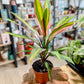 Cordyline KIWI