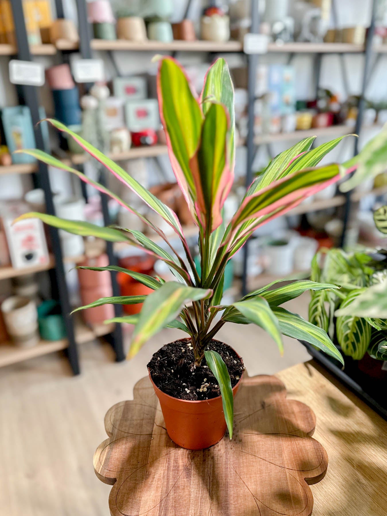 Cordyline KIWI