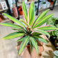 Cordyline KIWI