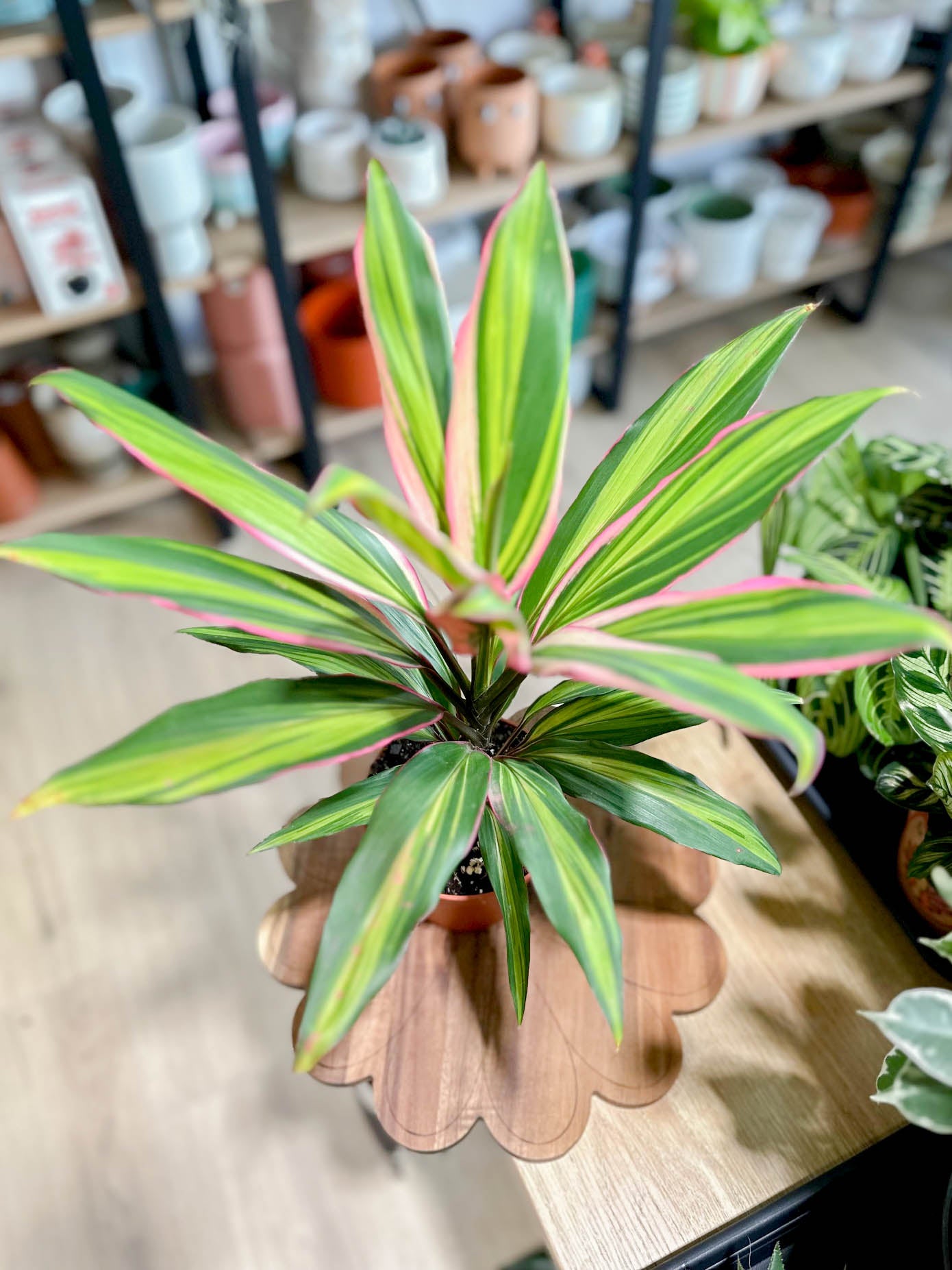 Cordyline KIWI